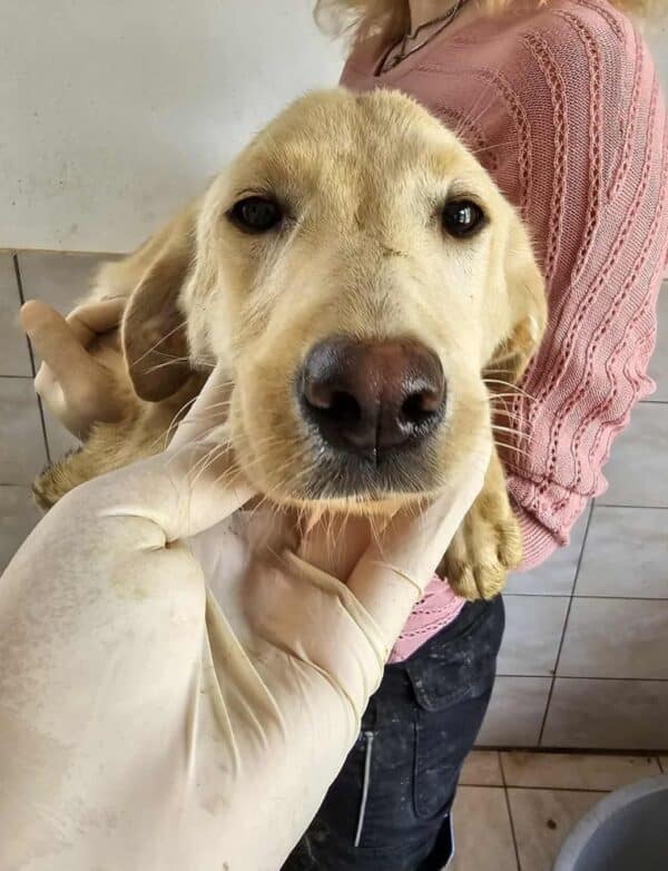 CARMINE (♀) - ausgereist zur Hundehilfe Kreta e.V. (GC) – Bild 3