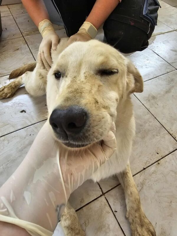 LOULA (♀) - ausgereist zur Hundehilfe Kreta e.V. (GC) – Bild 2