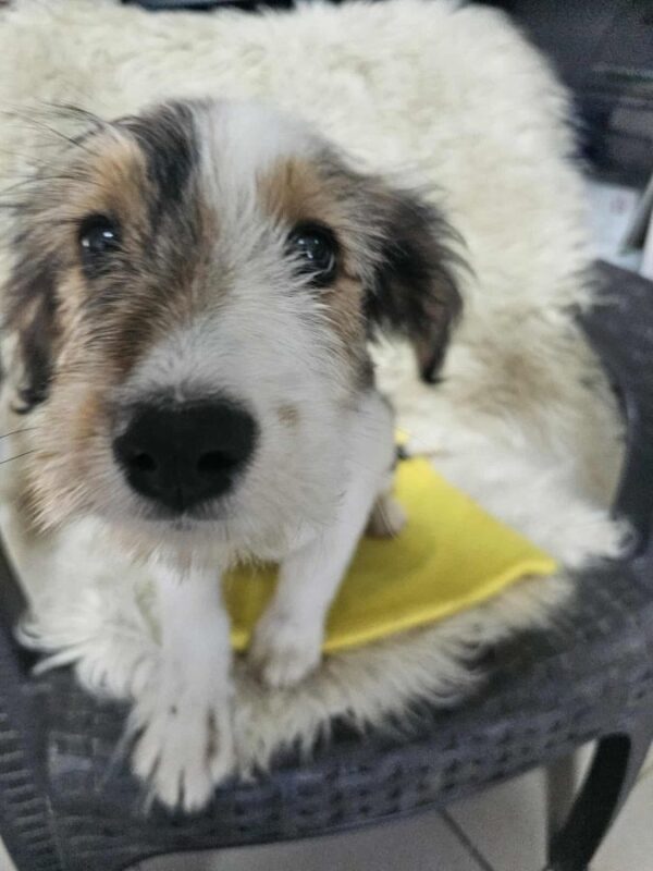 FLUFFY (♀) -  vermittelt MD – Bild 5