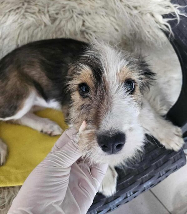 FLUFFY (♀) -  vermittelt MD – Bild 2