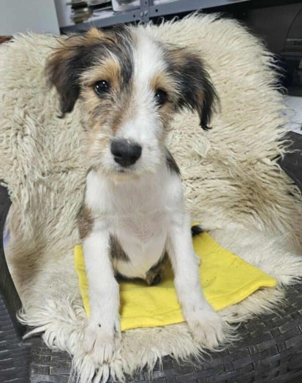 FLUFFY (♀) -  vermittelt MD – Bild 7