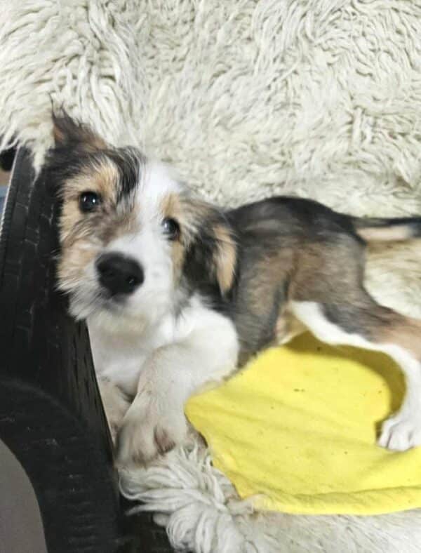FLUFFY (♀) -  vermittelt MD – Bild 3