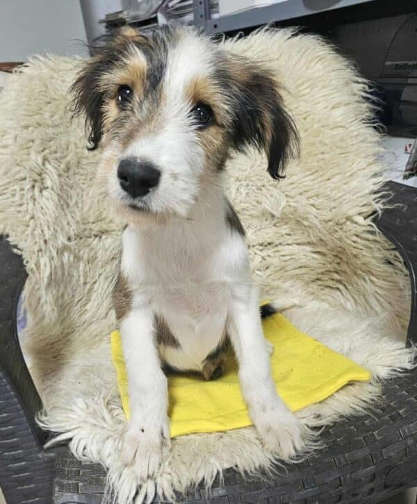 FLUFFY (♀) -  vermittelt MD – Bild 4