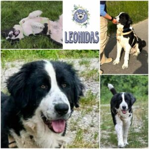 LEONIDAS (♂) in 31084 Freden - reserviert