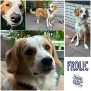 FROLIC (♂) in 58089 Hagen - vermittelt