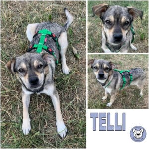TELLI (♀) in 55595 Gebroth - reserviert