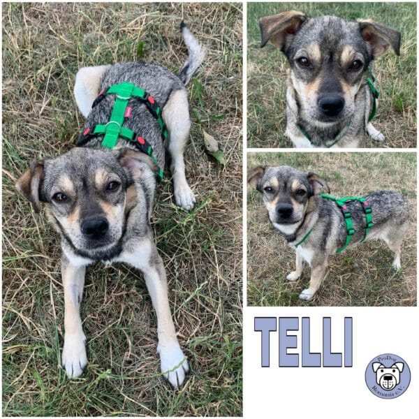 TELLI (♀) in 55595 Gebroth - reserviert
