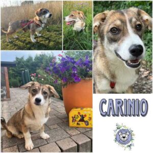 CARINIO (♂) in 39418 Straßfurt - vermittelt