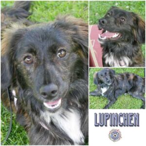LUPINCHEN (♀) in 21493 Möhnsen - vermittelt