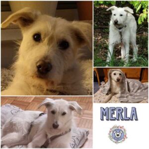 MERLA (♀) in 65232 Taunusstein - vermittelt