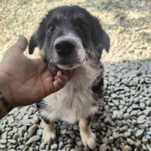 WILMA (♀) - ausgereist zur Tierhilfe Lebenswert DR 25.07.25