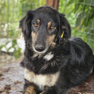 THULA (♀) - ausgereist zu Tiere in Not Odenwald (PM)
