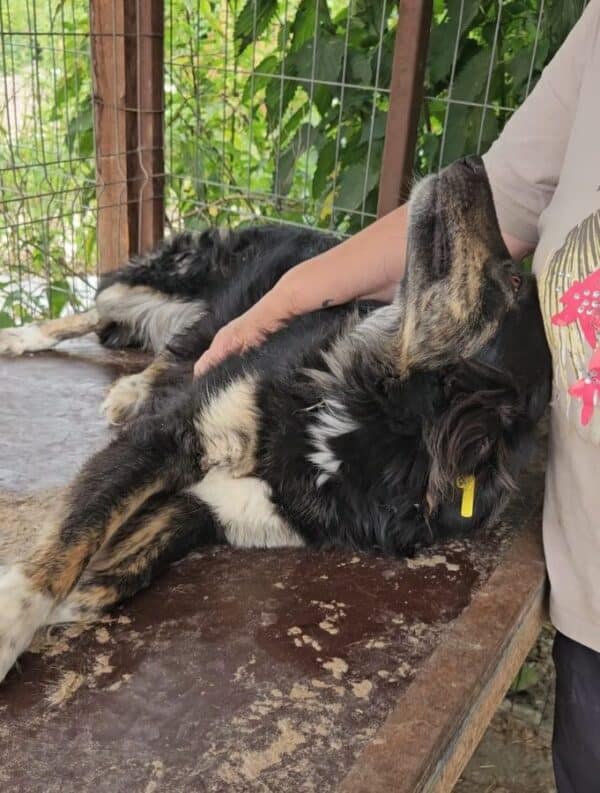 THULA (♀) - ausgereist zu Tiere in Not Odenwald (PM) – Bild 2