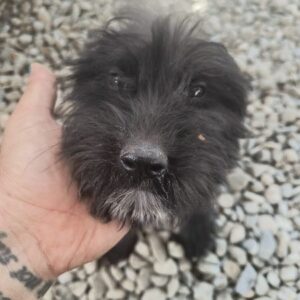 ROSALI (♀) - ausgereist zur Tierhilfe Lebenswert DR 11.07.25