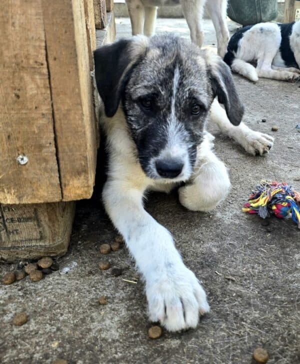 BENITA (♀) – Bild 4