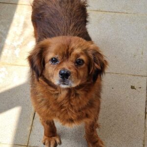 MARNIE (♀) - ausgereist zu Vierbeiner in Not (SAS)