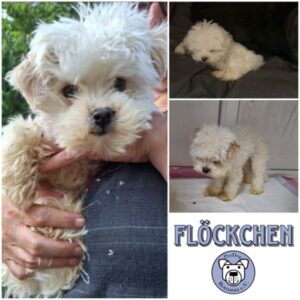 FLÖCKCHEN - Gnadenplatzhund seit dem 05.06.2025