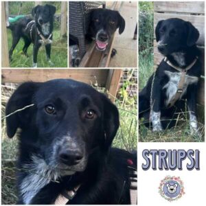 STRUPSI (♀) in 66265 Heusweiler - vermittelt