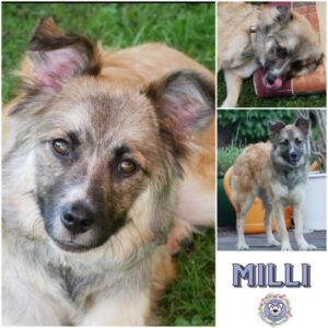 MILLI (♀) in 21493 Möhnsen - vermittelt