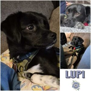 LUPI (♂) in 23623 Ahrensbök - vermittelt