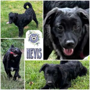 NEVIS (♂) in 92637 Weiden - vermittelt