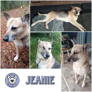 JEANIE - Gnadenplatzhund seit dem 18.12.2020