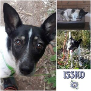 ISSKO (♂) 93342 Saal / Do