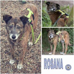 Rosana (♀) in 99427 Weimar