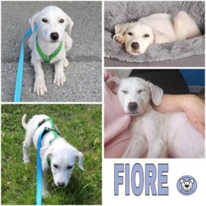 FIORE (♀) 58256 Ennepetal - vermittelt