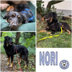NORI (♂) 53115 Bonn - vermittelt
