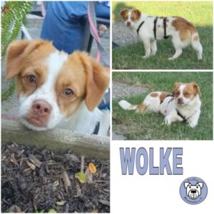 WOLKE (♀) 90542 Eckental - vermittelt