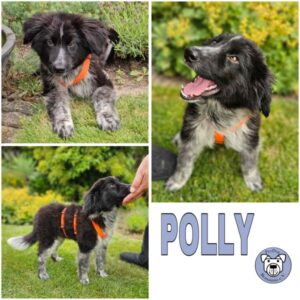 POLLY (♀) in 56637 Plaidt - reserviert