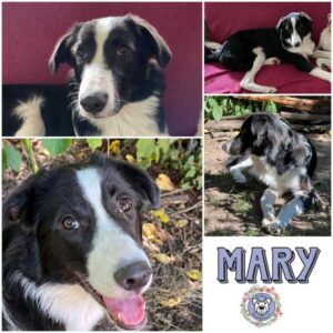 MARY (♀) in 92637 Weiden - reserviert