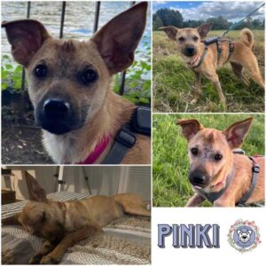 PINKI (♀) in 12587 Berlin - reserviert