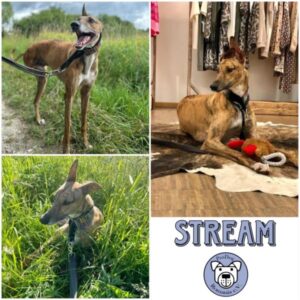 STREAM - Gnadenplatzhund seit dem 14.07.2025