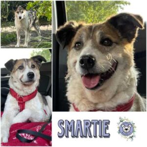 SMARTIE (♂) in 30900 Wedemark