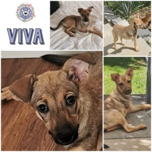 VIVA (♀) in 35619 Braunfels