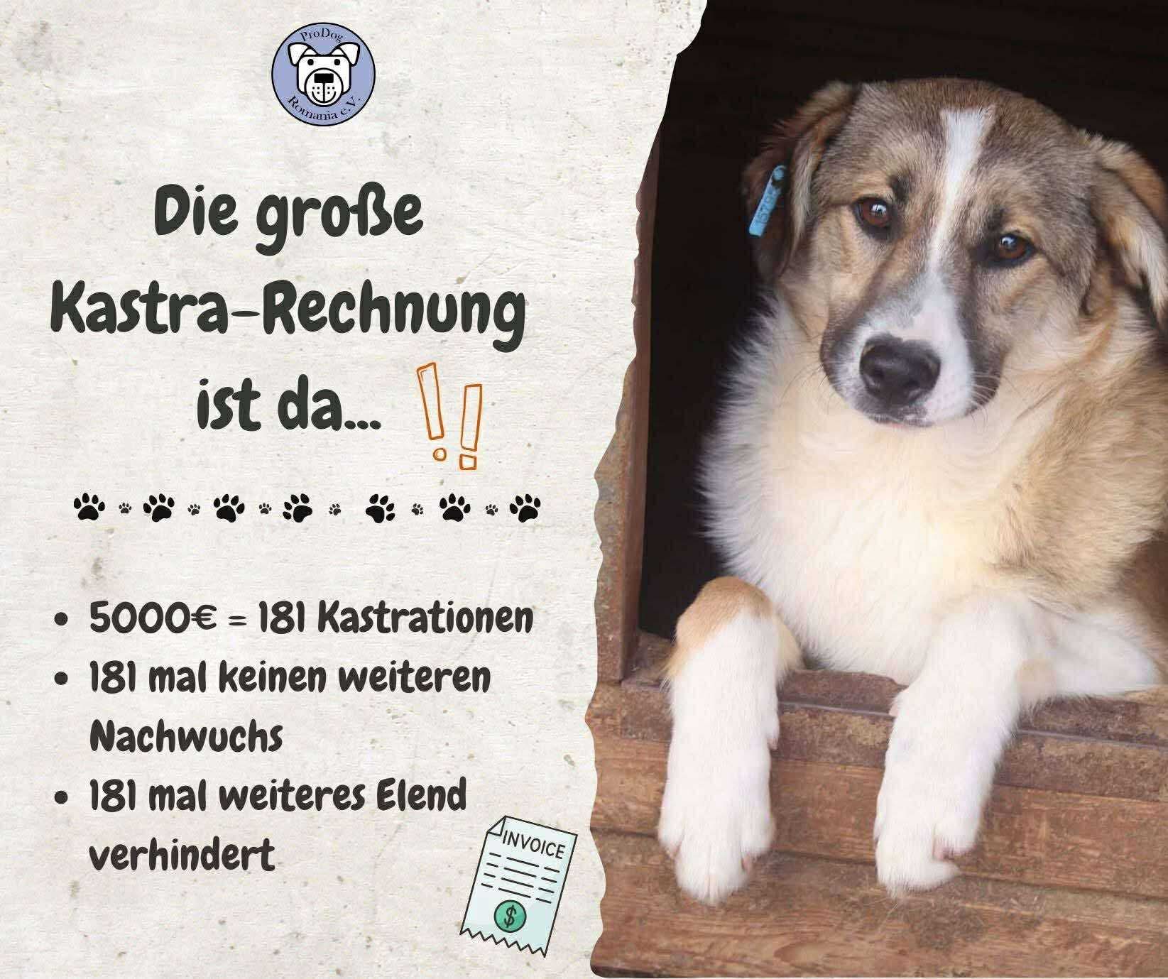 🐾 Spendenaufruf für Kastrationen – wir brauchen dringend eure Hilfe! 🐾