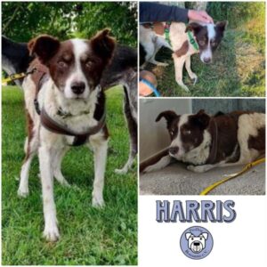 HARRIS - Gnadenplatzhund seit dem 17.05.2025