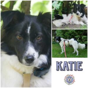 KATIE (♀) in 21493 Möhnsen - reserviert