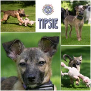 TIPSIE (♀) in 26831 Bunde - vermittelt