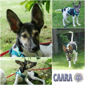 CAARA (♀) in 21493 Möhnsen - vermittelt