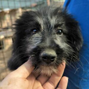 PORSCHY (♂) reist auf Pflegestelle PLZ 55 - SE 07.09.