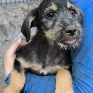 LEAR (♂) reist auf Pflegestelle PLZ 55 - SE 22.09.