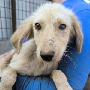 ANNABELLE (♀) Massive Hautprobleme, Linkes Auge trüb - ausgereist zur Tierhilfe Lebenswert DR 05.09.2025
