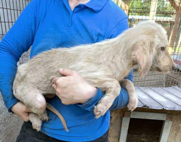 ANNABELLE (♀) Massive Hautprobleme, Linkes Auge trüb - ausgereist zur Tierhilfe Lebenswert DR 05.09.2025 – Bild 3