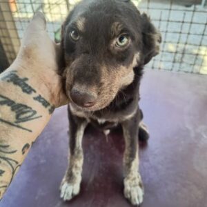 COPPER (♂) - ausgereist zur Tierhilfe Lebenswert DR 05.09.2025