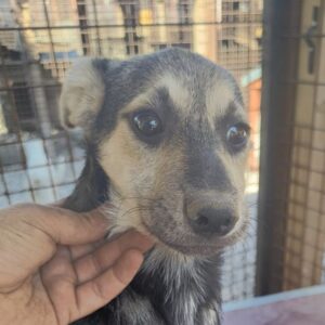 FELIZ (♀) - ausgereist zur Tierhilfe Lebenswert DR 05.09.2025