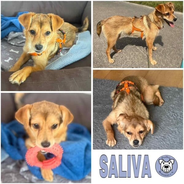 SALIVA (♀) in 24229 Strande - vermittelt