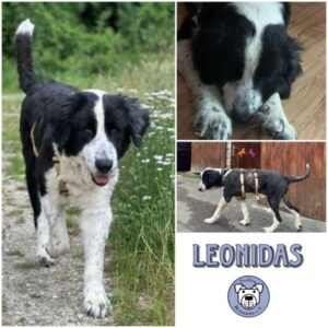LEONIDAS - Gnadenplatzhund seit dem 03.05.2025